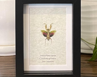 Framed Jeweled Flower Mantis: Creobroter gemmatus Display