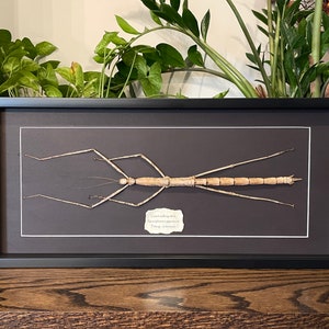 Real 'Giant walking stick' insect mounted in 10"x21" shadow box frame, with info card on back (Nesiophasma giganteum)