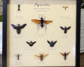 Framed Insect Collection: Wasps, Bees, Ants Display - 13"x13"