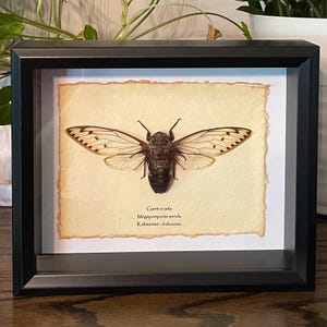 Giant cicada mounted in a shadow box display - framed insect wall art & natural home decor for nature lovers and bug enthusiasts