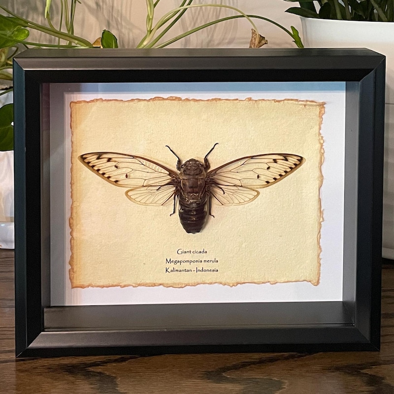 Framed Insects - Etsy
