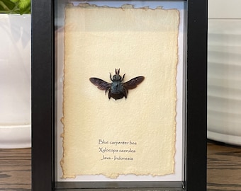 Framed Blue Carpenter Bee Specimen: Entomology Display (6x8)
