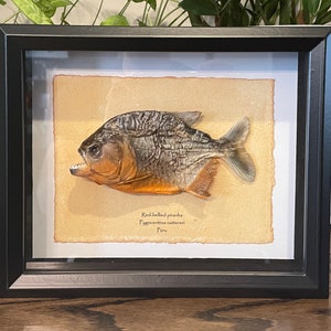 Piranha Support de corps entier pour taxidermie - Pygocentrus nattereri