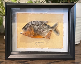 Real 'Red-bellied piranha' mounted in 9"x11" shadow box frame, with information card on back (Pygocentrus nattereri)