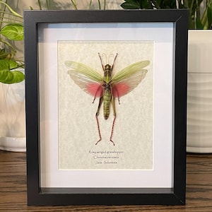 Rosy-winged grasshopper with spread wings mounted in 9&quot;x11&quot; frame; information card on back (Chondracris rosea)