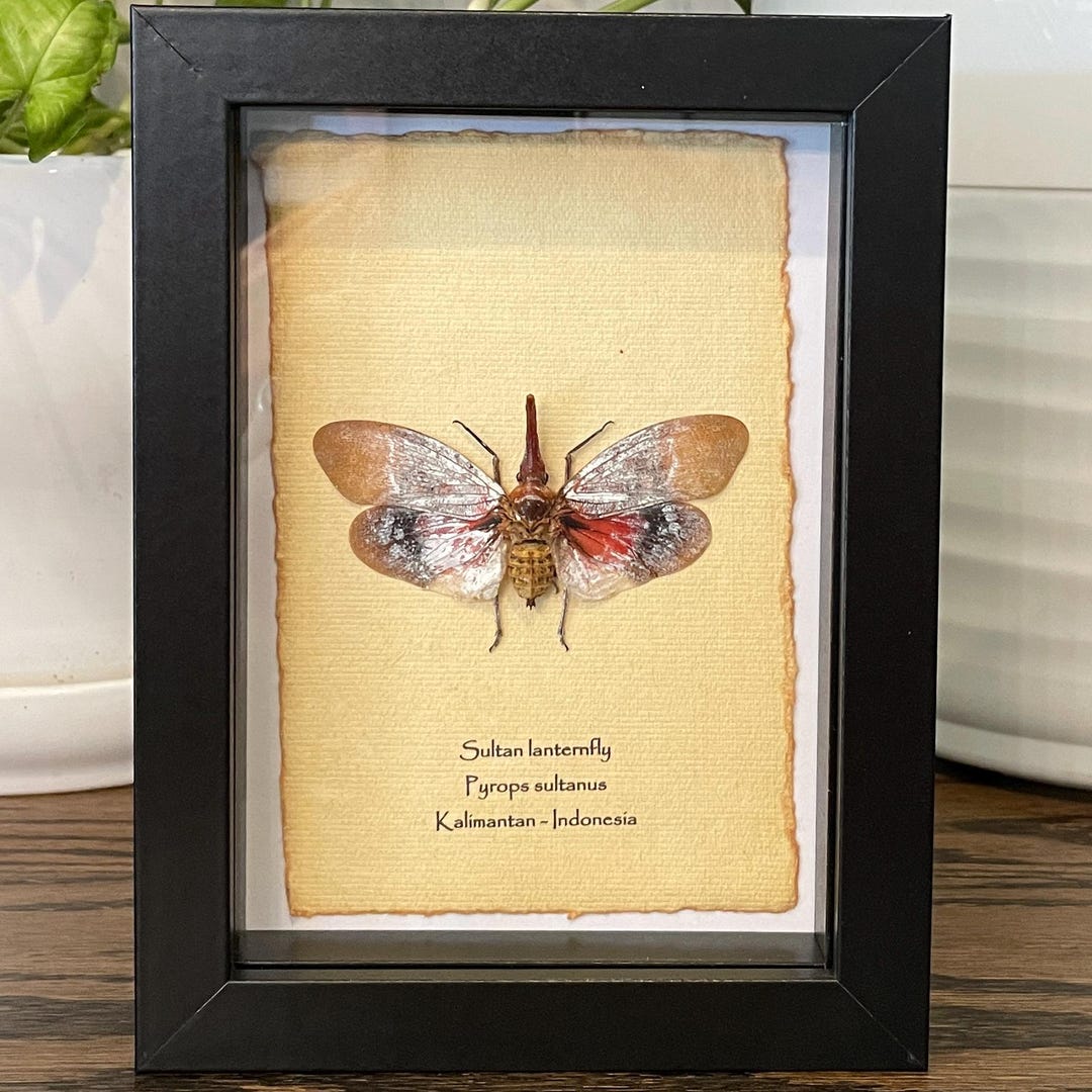 Framed Sultan Lanternfly: Pyrops Sultanus Insect Display (6x8) - Etsy