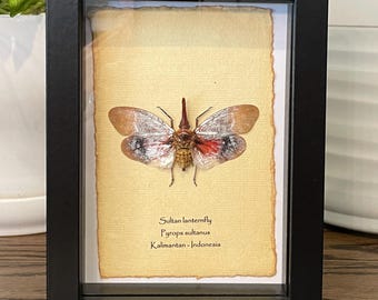 Framed Sultan Lanternfly: Pyrops sultanus Insect Display (6x8)