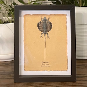 Flying dragon mounted in 9&quot;x11&quot; frame; information card on back (Draco volans)