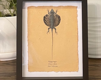 Flying dragon mounted in 9"x11" frame; information card on back (Draco volans)