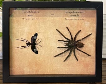 Tarantula Hawk Wasp vs Java Tarantula – Framed Taxidermy Display
