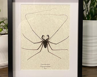Giant whip spider mounted in 12"x15" frame; information card on back (Phryna grossetaitai)