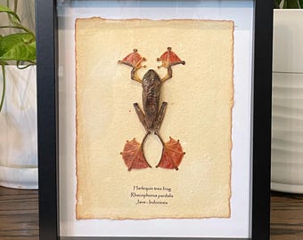 Harlequin tree frog mounted in 9"x11" frame; information card on back (Rhacophorus pardalis)