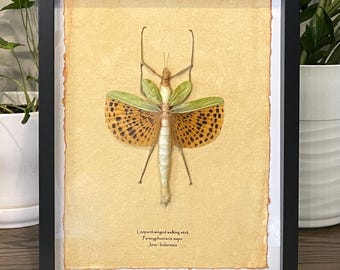 Framed Leopard-Winged Stick Insect: Indonesian Entomology Display