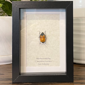 May include: A framed insect specimen of a Man-faced stink bug, Catacanthus incarnatus, from Java, Indonesia.