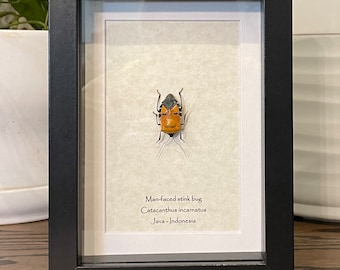 Framed Man-Faced Stink Bug Specimen: Unique Nature Display