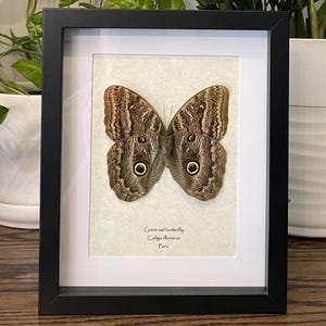 Giant owl butterfly mounted in 9&quot;x11&quot; frame, with information card on back (Caligo ileoneus)