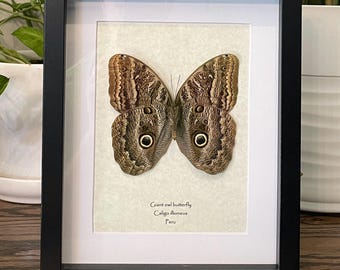 Framed Giant Owl Butterfly, Caligo ileoneus, Entomology Display