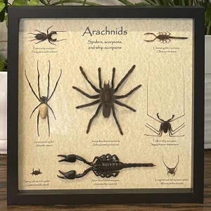 Arachnids: A collection of 8 real spiders, scorpions, and whip scorpions in 13&quot;x13&quot; frame, with information card on back