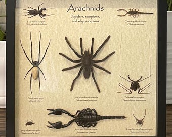 Framed Arachnid Display: Preserved Spiders, Scorpions, Whip Scorpions