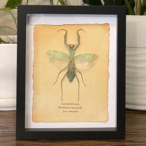 Giant shield mantis with spread wings mounted in 9&quot;x11&quot; frame; information card on back (Rhombodera extensicollis)