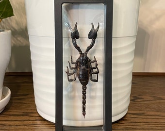 Real giant scorpion in see-through plastic display case - comes with 4"x6" information card (Heterometrus laoticus)