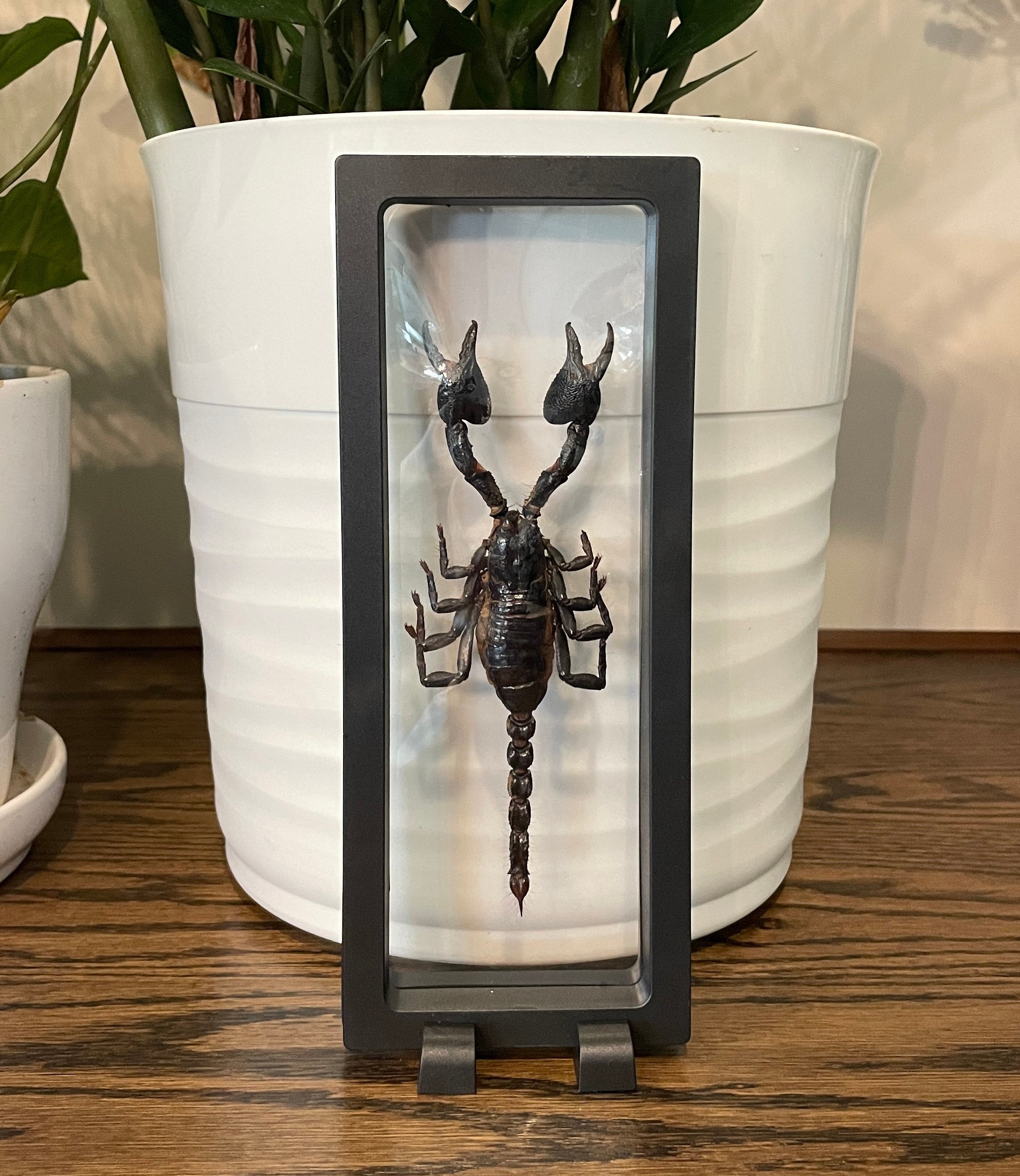 Real Giant Scorpion in See-through Plastic Display Case - Comes