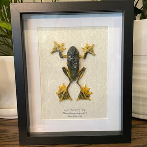 Green flying tree frog mounted in 9&quot;x11&quot; frame, with information card on back (Rhacophorus reinwardtii)