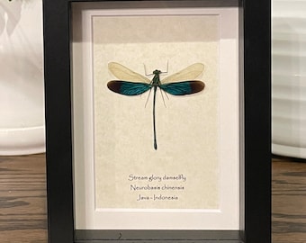Framed Stream Glory Damselfly Specimen: Neurobasis Chinensis in 6x8 Frame