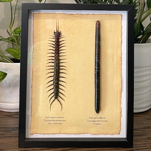 Real giant centipede and millipede (9&quot;+) in 12&quot;x15&quot; frame, with information card on back (Scolopendra subspinipes & Thyropygus spirobolinae)