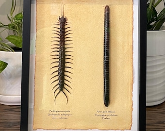 Framed Giant Centipede and Millipede, Vintage Entomology Display