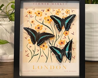 Real Bluebottle Butterfly Display: London Flower Market Shadow Box