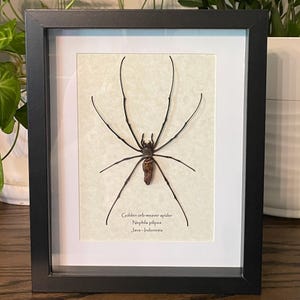 Golden orb-weaver spider mounted in a shadow box display - framed insect wall art & natural home decor for nature lovers and bug enthusiasts