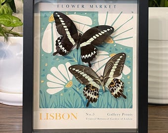 Real Gigon Swallowtail Butterfly Display - Lisbon Flower Market Shadow Box