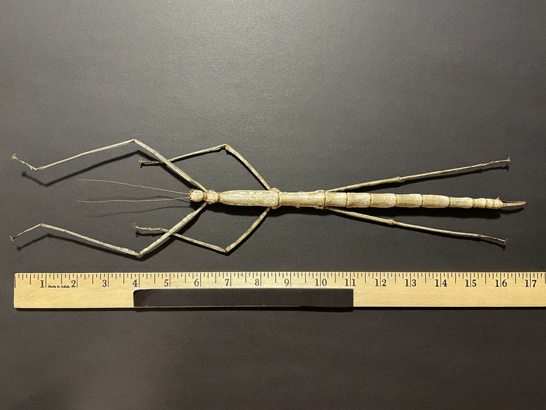 Framed Giant Walking Stick Insect: Nesiophasma Giganteum Shadow Box - Etsy