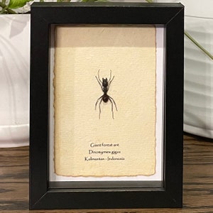 Giant forest ant mounted in 6&quot;x8&quot; frame, with information card on back (Dinomyrmex gigas)