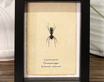 Framed Giant Forest Ant Specimen: Dinomyrmex Gigas Display