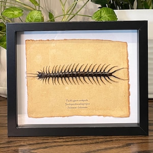 Pacific giant centipede mounted in 9&quot;x11&quot; frame, with information card on back (Scolopendra subspinipes)