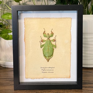 Rusty green walking leaf mounted in 9"x11" frame, with information card on back (Phyllium mamasaense)