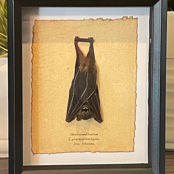 Real hanging bat taxidermy mounted in 9"x11" shadow box frame, with info card on back - (Cynopterus brachyotis, the short-nosed fruit bat)
