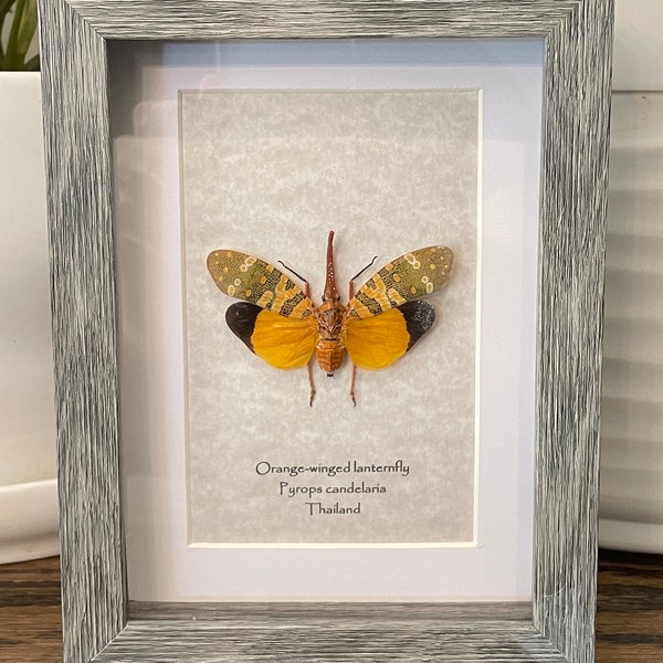 Real orange-winged lanternfly in frame with 4"x6" information card on back - choice of color and style (Pyrops candelaria)