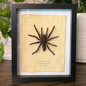 Java yellow-kneed tarantula mounted in 9&quot;x11&quot; frame, with information card on back (Selenocosmia javanensis)