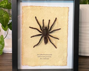 Framed Java Yellow-Kneed Tarantula Display: Selenocosmia javanensis