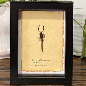 Chinese golden scorpion mounted in 6"x8" frame, with information card on back (Olivierus martensii)