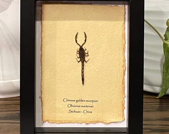 Framed Chinese Golden Scorpion Specimen: Shadow Box Display