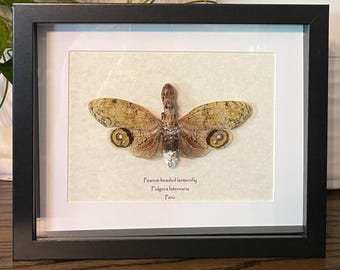 Framed Peanut-Headed Lanternfly Specimen, Fulgora Laternaria Display