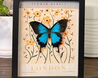 Real Ulysses Butterfly Display: London Flower Market Print Shadow Box