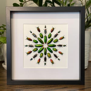 Insect kaleidoscope artwork - a limited edition metallic jewel beetles display. 13"x13" black shadow box frame with glass cover