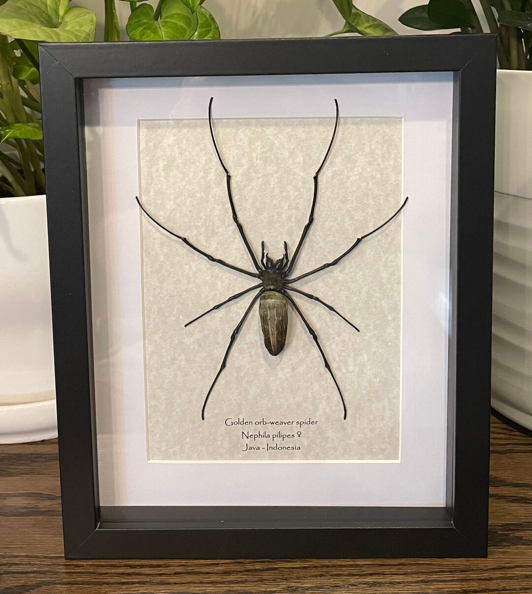 Real Giant Orbweaver Spider in Frame Choice of Color and Etsy