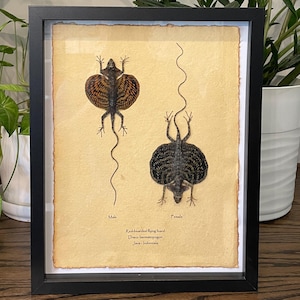 Two red-bearded flying lizards mounted in 9&quot;x11&quot; shadow box frame, with information card on back (Draco haematopogon)