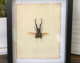 Framed Metallic Stag Beetle: Indonesian Insect Wall Art Decor